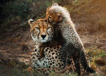 ಚಿತ್ರಕಲಾ ಪರಿಷತ್ತಿನಲ್ಲಿ ವನ್ಯಜೀವಿಗಳ ಪ್ರಪಂಚ ಅನಾವರಣ*