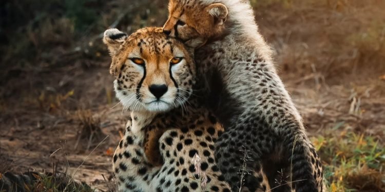 ಚಿತ್ರಕಲಾ ಪರಿಷತ್ತಿನಲ್ಲಿ ವನ್ಯಜೀವಿಗಳ ಪ್ರಪಂಚ ಅನಾವರಣ*