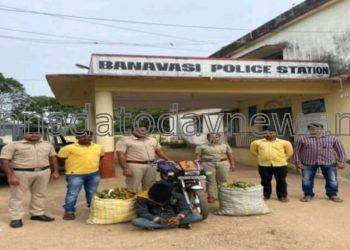 ಬನವಾಸಿ ಪೊಲೀಸರಿಂದ ಮಾಲು ಸಮೇತ ಹಸಿ ಅಡಿಕೆ ಕಳ್ಳನ ಬಂಧನ
