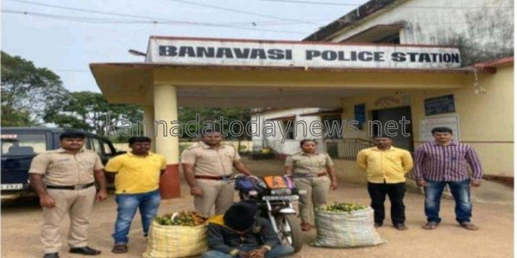 ಬನವಾಸಿ ಪೊಲೀಸರಿಂದ ಮಾಲು ಸಮೇತ ಹಸಿ ಅಡಿಕೆ ಕಳ್ಳನ ಬಂಧನ