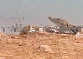 ಗುರು ಮಂಟೇಶ್ವರ ಕೆರೆಯಲ್ಲಿ ಮೊಸಳೆ ಪ್ರತ್ಯಕ್ಷ:ಜನರಲ್ಲಿ ಹೆಚ್ಚಿದ ಆತಂಕ