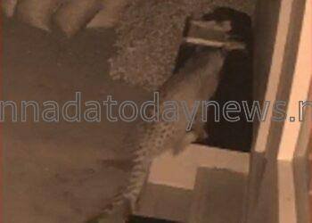 ಹೊನ್ನಾವರದಲ್ಲಿ ನಾಯಿ ಬೇಟೆಯಾಡಲು ಮನೆ ಅಂಗಳಕ್ಕೆ ಬಂದ ಚಿರತೆ