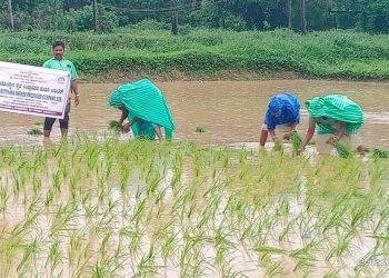 ಕೇದಾರೋತ್ಥಾನ ರೈತ ಉತ್ಪಾದಕ ಕಂಪನಿಯಿಂದ ಹಡಿಲು ಭೂಮಿ ನಾಟಿ ಕಾರ್ಯಕ್ಕೆ ಚಾಲನೆ*