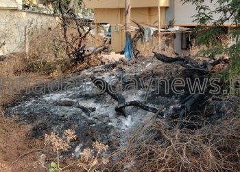 ದೊಡ್ಡಬಳ್ಳಾಪುರದಲ್ಲಿ ಕಿಡಿಗೇಡಿಗಳಿಂದ ಲಕ್ಷಾಂತರ ರೂಪಾಯಿ ಮೌಲ್ಯದ ಮರ ಮತ್ತು ಫಸಲಿಗೆ ಬೆಂಕಿ