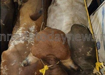 ಭಟ್ಕಳದಲ್ಲಿ ಅಕ್ರಮವಾಗಿ ಕಂಟೈನರ್‌ನಲ್ಲಿ ಸಾಗಿಸುತ್ತಿದ್ದ 15 ಎತ್ತುಗಳನ್ನು ಭಟ್ಕಳ ಪೊಲೀಸ್ ಇನ್ಸ್ಪೇಕ್ಟರ್ ಗೋಪಿಕೃಷ್ಣ ನೇತೃತ್ವದ ತಂಡದಿದ ರಕ್ಷಣೆ- 3 ಜನ ಆರೋಪಿಗಳ ಬಂಧನ