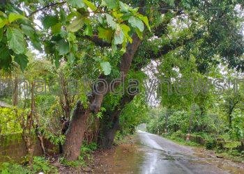 ಕಾರವಾರ ಕೈಗಾ ಇಳಕಲ್ ರಾಜ್ಯ ಹೆದ್ದಾರಿಯಲ್ಲಿನ  ಕಡವಾಡ ವ್ಯಾಪ್ತಿಯಲ್ಲಿನ ನಂದವಾಳದಿಂದ  ಮಾರುತಿ ದೇವಸ್ಥಾನದ ಕ್ರಾಸ್ ಬಳಿ ಭಾರಿ ಮಳೆ ಗಾಳಿಗೆ ರಸ್ತೆ ಮದ್ಯೆ ಬೀಳುವ ಸಾಧ್ಯತೆ ಇರುವ ತುಂಬಾ ಹಳೆಯದಾದ ಬೃಹದಾಕಾರದ ಮಾವಿನ ಮರಮತ್ತು ಹುಣಿಸೆ ಮರ