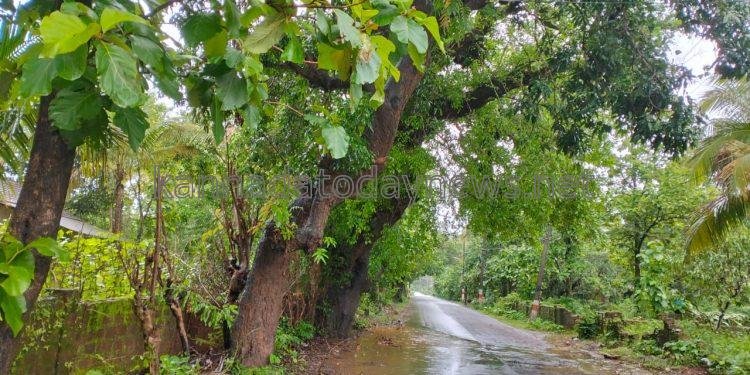 ಕಾರವಾರ ಕೈಗಾ ಇಳಕಲ್ ರಾಜ್ಯ ಹೆದ್ದಾರಿಯಲ್ಲಿನ  ಕಡವಾಡ ವ್ಯಾಪ್ತಿಯಲ್ಲಿನ ನಂದವಾಳದಿಂದ  ಮಾರುತಿ ದೇವಸ್ಥಾನದ ಕ್ರಾಸ್ ಬಳಿ ಭಾರಿ ಮಳೆ ಗಾಳಿಗೆ ರಸ್ತೆ ಮದ್ಯೆ ಬೀಳುವ ಸಾಧ್ಯತೆ ಇರುವ ತುಂಬಾ ಹಳೆಯದಾದ ಬೃಹದಾಕಾರದ ಮಾವಿನ ಮರಮತ್ತು ಹುಣಿಸೆ ಮರ