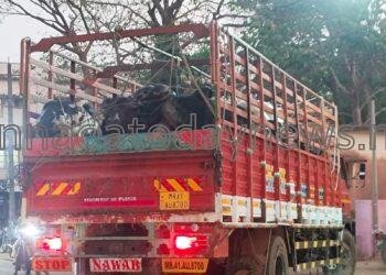 ಮಹಾರಾಷ್ಟದಿoದ ಭಟ್ಕಳದ ಕಸಾಯಿಖಾನೆಗಳಿಗೆ ಲಾರಿಯಲ್ಲಿ ಅಕ್ರಮವಾಗಿ ಸಾಗಾಟ ಮಾಡುತ್ತಿದ್ದ 9 ಎತ್ತು ಮತ್ತು 4 ಕೋಣಗಳನ್ನು ಪತ್ತೆ ಮಾಡಿದ ಭಟ್ಕಳ ಪೊಲೀಸರು