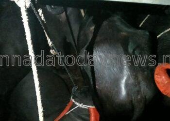 ಅಕ್ರಮ ಜಾನುವಾರು ಸಾಗಾಟ ಮಾಡುತ್ತಿದ್ದ ಜೈನುಲ್ಲಾ ಚಮನ್ ಶಾಬ್ ಹಾಗೂ ಇಮಾಮ್ ಹುಸೇನ್ ಮೌಲಾಲಿ ಶಾಬ್ ನನ್ನು ಅರೆಸ್ಟ್ ಮಾಡಿ 17 ಕೋಣಗಳನ್ನು ರಕ್ಷಣೆ ಮಾಡಿದ ಭಟ್ಕಳ ಪೊಲೀಸ್ ರು