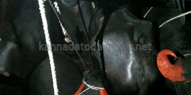 ಅಕ್ರಮ ಜಾನುವಾರು ಸಾಗಾಟ ಮಾಡುತ್ತಿದ್ದ ಜೈನುಲ್ಲಾ ಚಮನ್ ಶಾಬ್ ಹಾಗೂ ಇಮಾಮ್ ಹುಸೇನ್ ಮೌಲಾಲಿ ಶಾಬ್ ನನ್ನು ಅರೆಸ್ಟ್ ಮಾಡಿ 17 ಕೋಣಗಳನ್ನು ರಕ್ಷಣೆ ಮಾಡಿದ ಭಟ್ಕಳ ಪೊಲೀಸ್ ರು