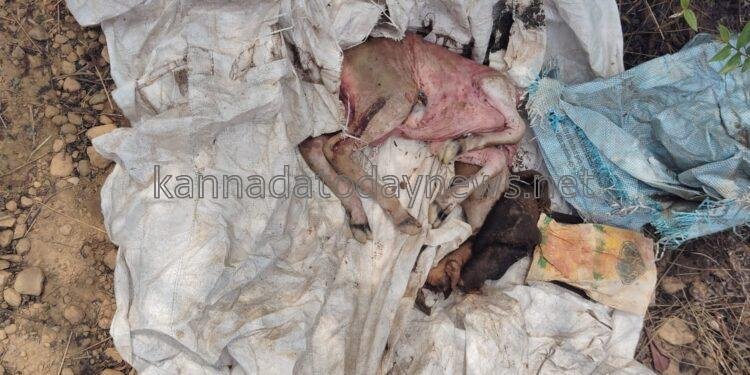 ಗೋ ಮಾಂಸಕ್ಕಾಗಿ ಗರ್ಭಿಣಿ ಹಸುವನ್ನು ಕಡಿದು ಹುಸುವಿನ ಹೊಟ್ಟೆಯಲ್ಲಿದ್ದ ಕರುವನ್ನು ಭಟ್ಕಳದ ಹೆಬಳೆ ವೆಂಕಟಾಪುರ ನದಿ ಅಂಚಿನಲ್ಲಿ ಗೋಣಿ ಚೀಲದಲ್ಲಿ ಸುತ್ತಿ ಎಸೆದ ದುಸ್ಕರ್ಮಿಗಳು