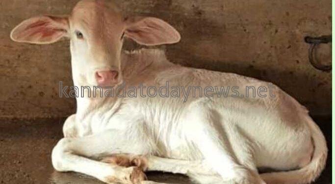 ಭಟ್ಕಳದಲ್ಲಿ ಗೋ ಹತ್ಯೆ ಮಾಡಿದವನ ಮನೆಗೆ ಪೊಲೀಸರ ದಾಳಿ: ಪ್ರಕರಣ ದಾಖಲು