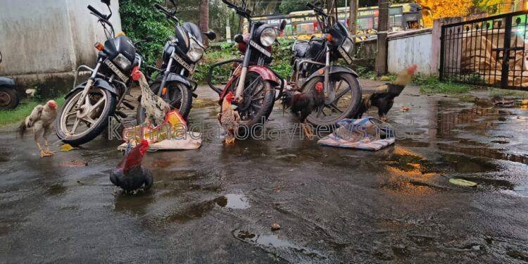 ಮುರುಡೇಶ್ವರ ಪೊಲೀಸರಿಂದ ಕೋಳಿ ಅಂಕದ ಮೇಲೆ ದಾಳಿ: 4 ಬೈಕ್ ಮತ್ತು 6 ಕೋಳಿ ವಶ