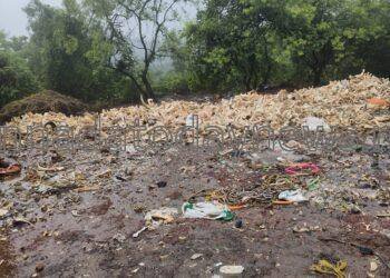 ಭಟ್ಕಳದ ಮುಗ್ದಂ ಕಾಲೋನಿಯ ಅರಣ್ಯ ಪ್ರದೇಶದಲ್ಲಿ ನೂರಾರು ದನಗಳ ಮೂಳೆಗಳು ಪತ್ತೆ: ಸ್ಥಳೀಯರಿಂದ ಆಕ್ರೋಶ