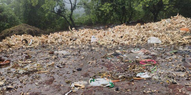 ಭಟ್ಕಳದ ಮುಗ್ದಂ ಕಾಲೋನಿಯ ಅರಣ್ಯ ಪ್ರದೇಶದಲ್ಲಿ ನೂರಾರು ದನಗಳ ಮೂಳೆಗಳು ಪತ್ತೆ: ಸ್ಥಳೀಯರಿಂದ ಆಕ್ರೋಶ