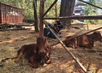 ಭಟ್ಕಳದಲ್ಲಿ ಅಕ್ರಮವಾಗಿ ಬಂಧಿಸಿದ್ದ ಜಾನುವಾರುಗಳ ರಕ್ಷಣೆ – ಪೊಲೀಸರ ನಿರಂತರ ಕಾರ್ಯಾಚರಣೆ