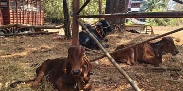 ಭಟ್ಕಳದಲ್ಲಿ ಅಕ್ರಮವಾಗಿ ಬಂಧಿಸಿದ್ದ ಜಾನುವಾರುಗಳ ರಕ್ಷಣೆ – ಪೊಲೀಸರ ನಿರಂತರ ಕಾರ್ಯಾಚರಣೆ