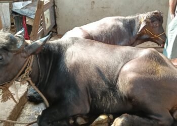 ಭಟ್ಕಳದಲ್ಲಿ ಅಕ್ರಮ ಜಾನುವಾರು ಸಾಗಾಟ ಆರೋಪ: ಇಬ್ಬರ ವಿರುದ್ಧ ಪ್ರಕರಣ ದಾಖಲು