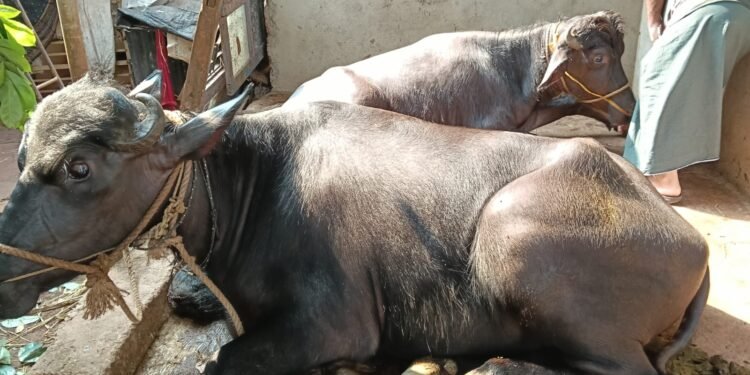 ಭಟ್ಕಳದಲ್ಲಿ ಅಕ್ರಮ ಜಾನುವಾರು ಸಾಗಾಟ ಆರೋಪ: ಇಬ್ಬರ ವಿರುದ್ಧ ಪ್ರಕರಣ ದಾಖಲು