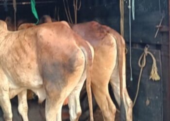 ಭಟ್ಕಳದಲ್ಲಿ ಪೊಲೀಸ್ ದಾಳಿ: ಎರಡು ದಿನಗಳಲ್ಲಿ 23 ಜಾನುವಾರುಗಳ ರಕ್ಷಣೆ