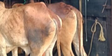 ಭಟ್ಕಳದಲ್ಲಿ ಪೊಲೀಸ್ ದಾಳಿ: ಎರಡು ದಿನಗಳಲ್ಲಿ 23 ಜಾನುವಾರುಗಳ ರಕ್ಷಣೆ