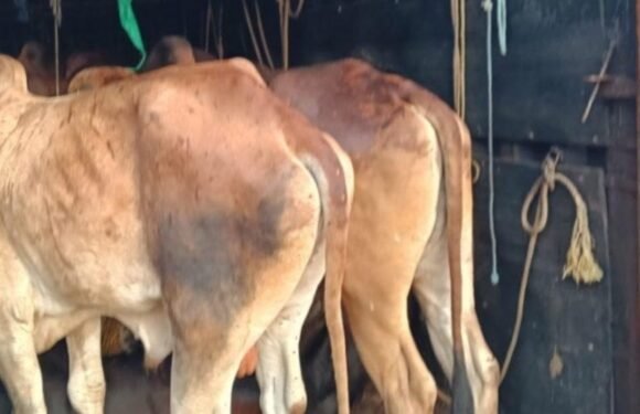 ಭಟ್ಕಳದಲ್ಲಿ ಪೊಲೀಸ್ ದಾಳಿ: ಎರಡು ದಿನಗಳಲ್ಲಿ 23 ಜಾನುವಾರುಗಳ ರಕ್ಷಣೆ