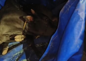 ಭಟ್ಕಳದಲ್ಲಿ ಗೋವು ಕಳ್ಳರ ಭಾರಿ ಹೈಡ್ರಾಮಾ: ವಾಹನ, ಮೊಬೈಲ್ ಬಿಟ್ಟು ಪರಾರಿ