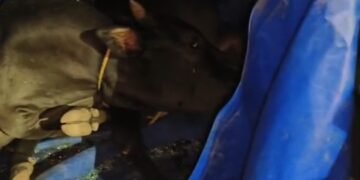 ಭಟ್ಕಳದಲ್ಲಿ ಗೋವು ಕಳ್ಳರ ಭಾರಿ ಹೈಡ್ರಾಮಾ: ವಾಹನ, ಮೊಬೈಲ್ ಬಿಟ್ಟು ಪರಾರಿ